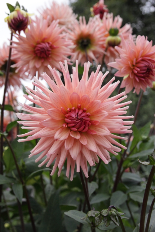 bloemen 3