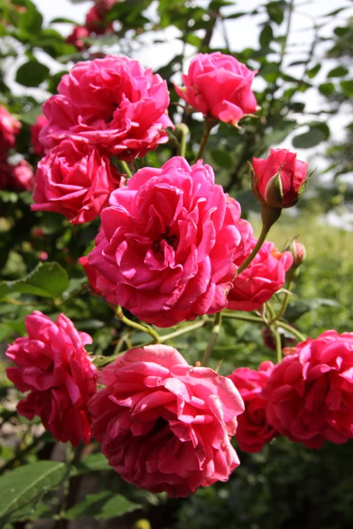 nb juni 18 bloemen 7