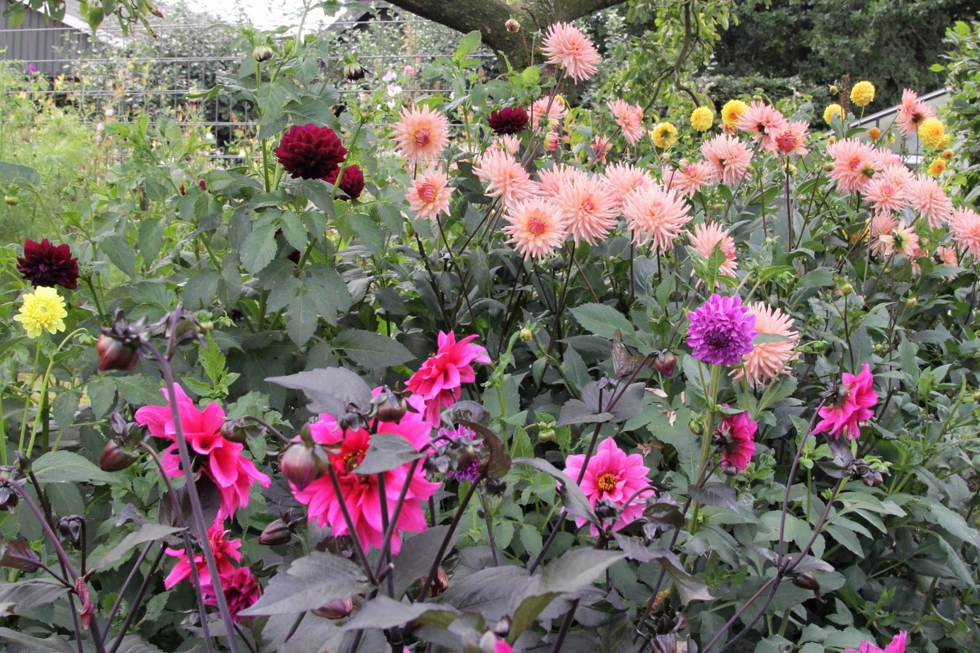 Kom gezellig bloemen plukken in de pluktuin bij Patch & Paper!